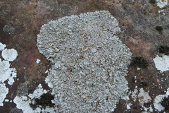 Xanthoparmelia stenophylla