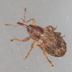 Lignyodes
