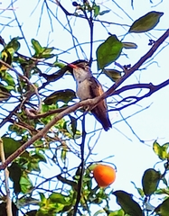 Leucolia violiceps
