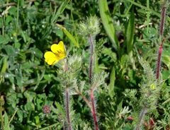Potentilla pedata