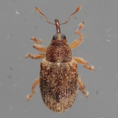 Lignyodes