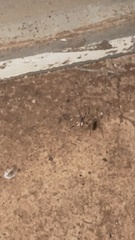 Latrodectus hasselti