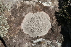 Circinaria caesiocinerea