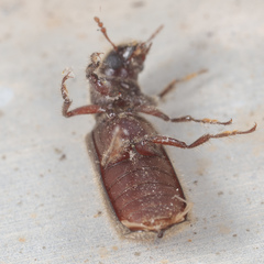 Melalgus plicatus