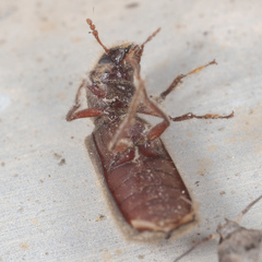 Melalgus plicatus