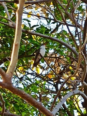 Leucolia violiceps