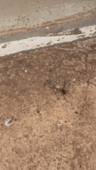 Latrodectus hasselti