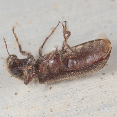 Melalgus plicatus
