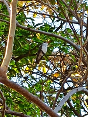 Leucolia violiceps