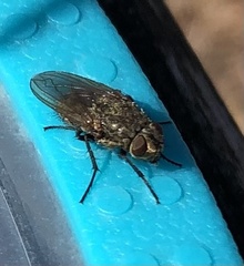 Polleniidae
