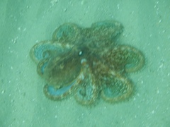 Octopus berrima
