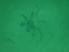 Octopus berrima