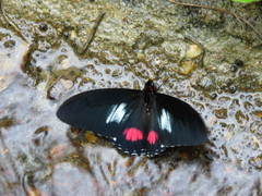 Mimoides euryleon euryleon