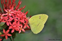 Phoebis sennae sennae