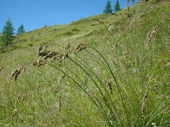 Festuca paniculata