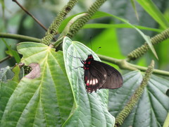 Mimoides euryleon euryleon