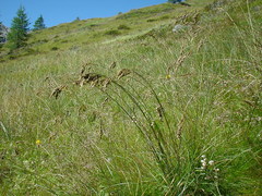 Festuca paniculata