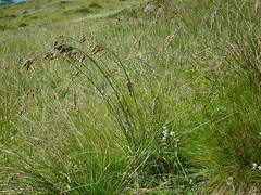 Festuca paniculata