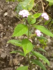 Lantana trifolia