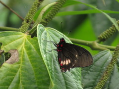 Mimoides euryleon euryleon