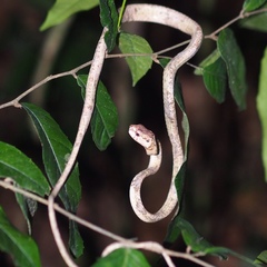 Aplopeltura boa