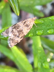 Olethreutes metallicana