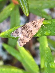 Olethreutes metallicana