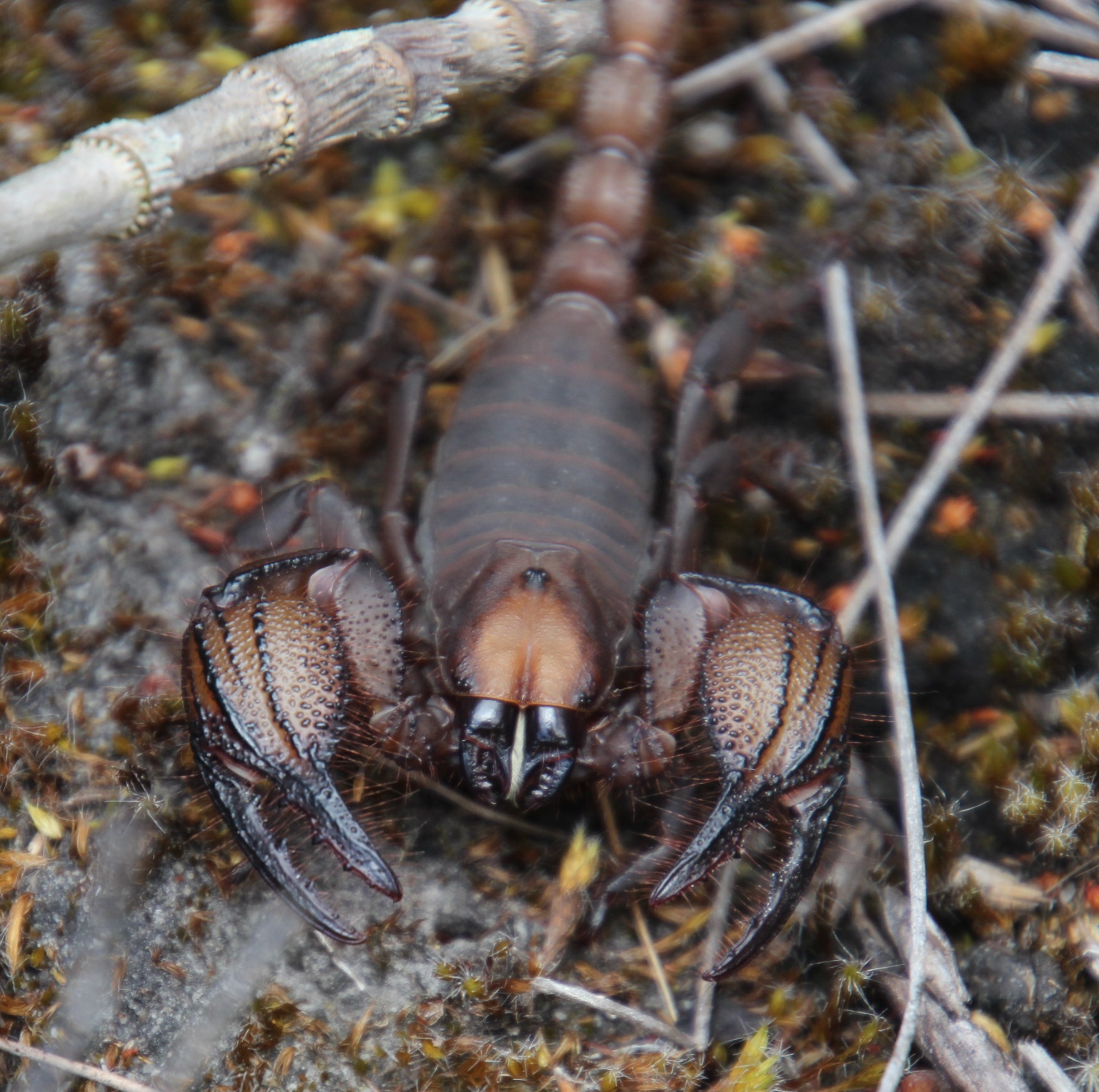 Fynbos Burrowing Scorpion (Opistophthalmus macer) · iNaturalist 