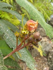 Rhytidophyllum bicolor