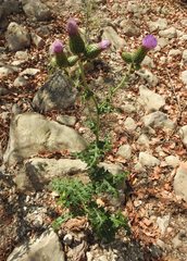 Cirsium mexicanum