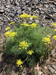 Lomatium klickitatense