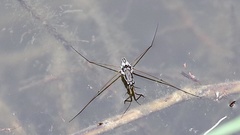 Limnogonus fossarum