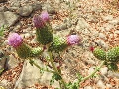 Cirsium mexicanum