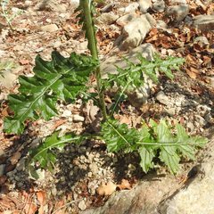 Cirsium mexicanum