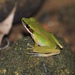 Tenasserim White-lipped Frog - Photo (c) Yingyod Lapwong, some rights reserved (CC BY-NC), uploaded by Yingyod Lapwong