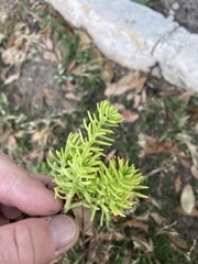 Sedum mexicanum