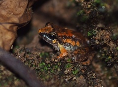 Limnonectes hascheanus