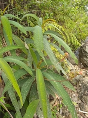Rhytidophyllum bicolor