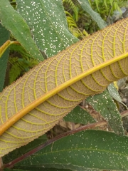 Rhytidophyllum bicolor