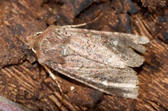 Ichneutica agorastis