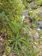 Rhytidophyllum bicolor