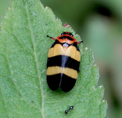 Sphenorhina