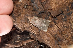 Ichneutica agorastis