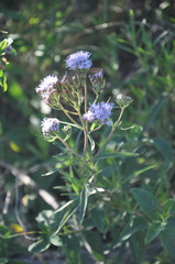 Chromolaena arnottiana