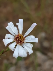 Symphyotrichum moranense
