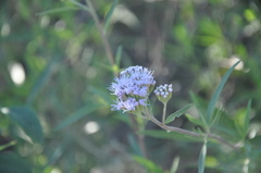 Chromolaena arnottiana