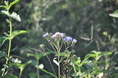 Chromolaena arnottiana