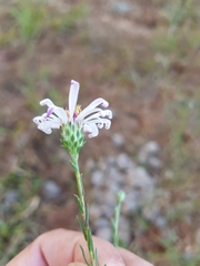 Symphyotrichum moranense