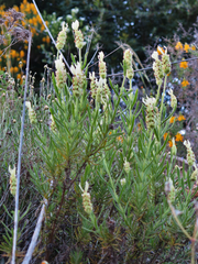 Lavandula viridis