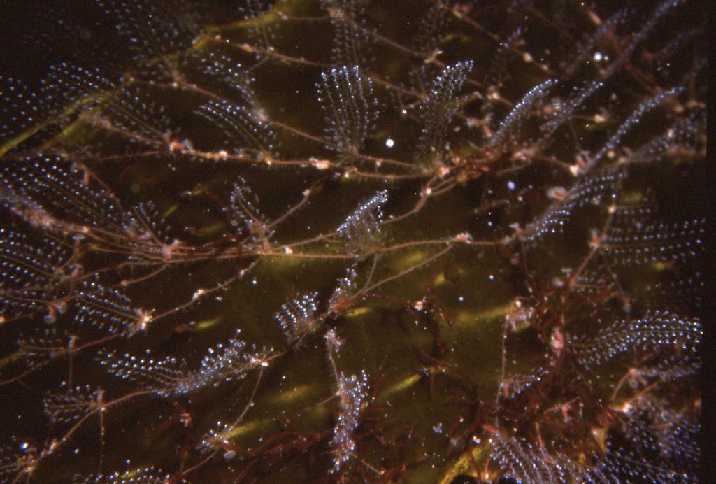 Kirchenpaueria halecioides